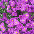 Астра Ново-бельгийская Magic Purple