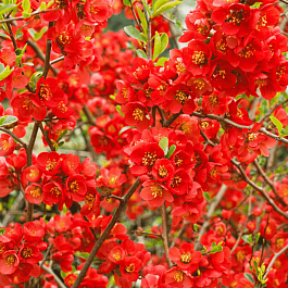 Айва превосходная Clementine
