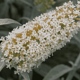 Буддлея давида White Ball