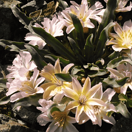 Левизия длиннолепестковая Little Peach