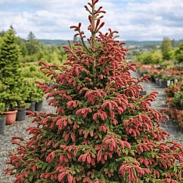 Ель обыкновенная Rydal ТОЛЬКО САМОВЫВОЗ