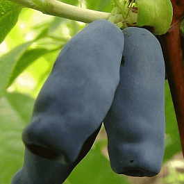 Жимолость плодовая Длинноплодная