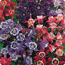 Аквилегия Винки Микс Аквилегия Винки Микс