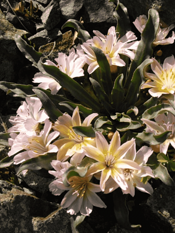 Левизия длиннолепестковая Little Peach