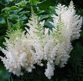 Астильба Арендса Диамант Астильба Арендса Диамант