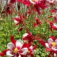 Аквилегия обыкновенная Crimson Star