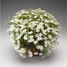 Песчанка горная Близард Компакт