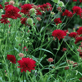 Короставник македонский Red Knight