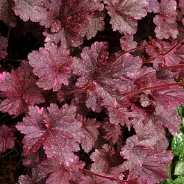 Гейхера Midnight Rose