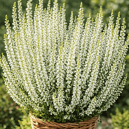 Вереск обыкновенный Helena