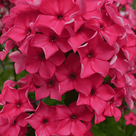 Флокс метельчатый Сircus