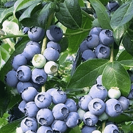 Голубика высокорослая Elizabeth