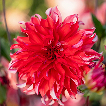 Георгина декоративная Ред Лабиринт