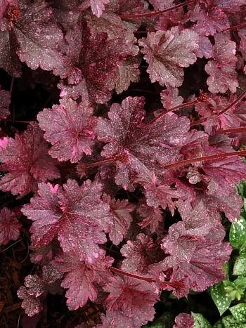 Гейхера Midnight Rose