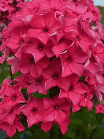 Флокс метельчатый Сircus