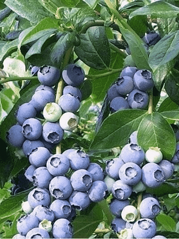 Голубика высокорослая Elizabeth