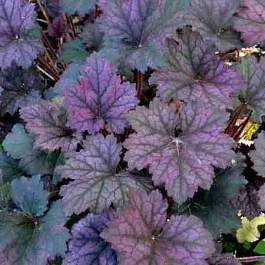 Гейхера Frosted Violet