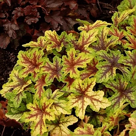 Гейхера Alabama sunrise