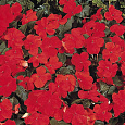 Бальзамин (Импатиенс) F1 Канди смесь Бальзамин (Импатиенс) F1 Канди смесь