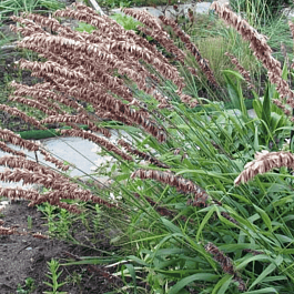 Перловник высокий Atropurpurea