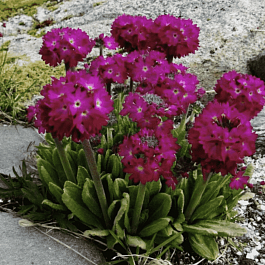 Примула мелкозубчатая Rubin