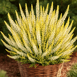 Вереск обыкновенный Sandy