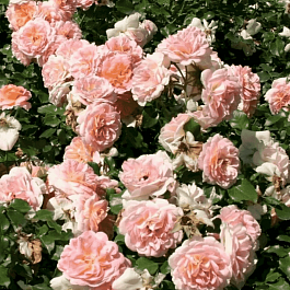 Роза Кустовая Concerto 94