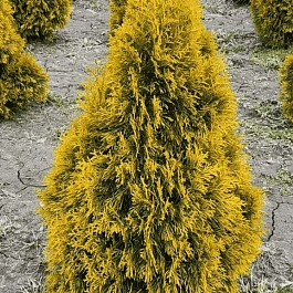 Туя западная Jantar