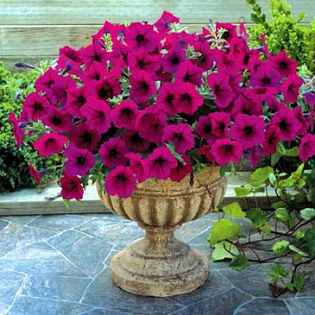 Петуния гибридная Трилоджи Парпл