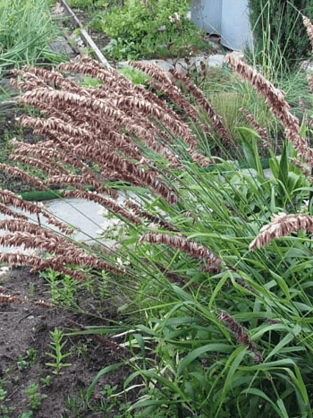 Перловник высокий Atropurpurea