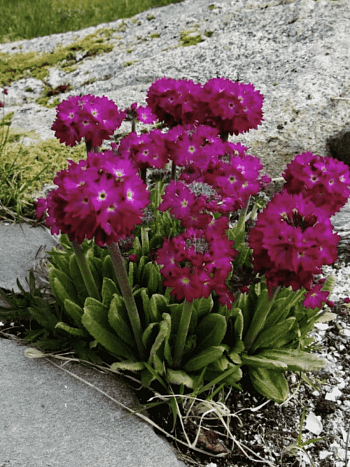 Примула мелкозубчатая Rubin