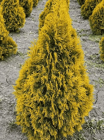 Туя западная Jantar