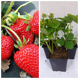 Земляника садовая Эставана НАБОР 3ШТ Земляника садовая Эставана НАБОР 3ШТ