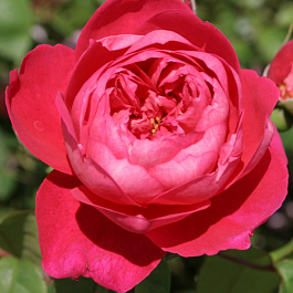 Роза парковая Бенжамин Бриттен