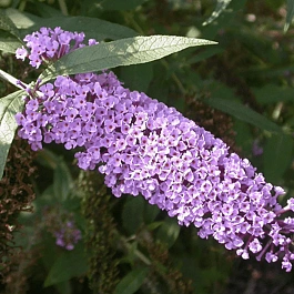 Буддлея давида Wisteria lane