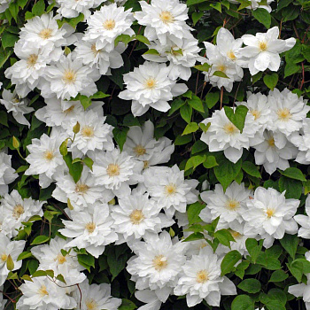 Клематис крупноцветковый Исаго