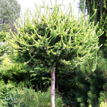 Лиственница европейская Корник