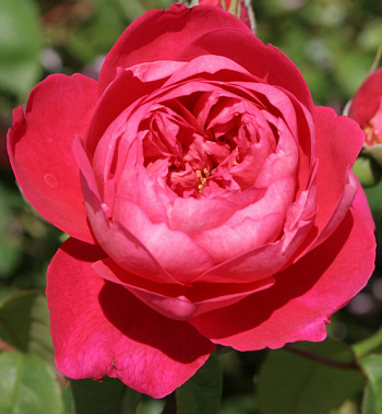 Роза парковая Бенжамин Бриттен