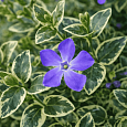 Барвинок малый Highland Variegata