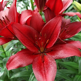 Лилия ЛА-гибрид Мираж