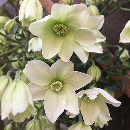 Клематис крупноцветковый Аваланч