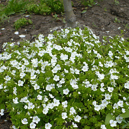 Вероника ползучая Саншайн
