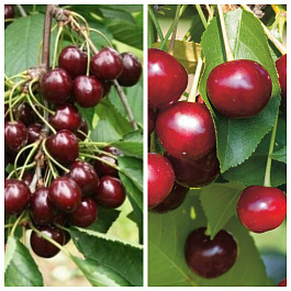 Дерево-сад (2-3х летка) вишня 2 сорта Шоколадница-Владимирская