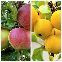 Дерево-сад (2-3х летка) яблоня 2 сорта Уэлси-Китайка золотая ранняя