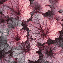 Гейхера Sugar Frosting