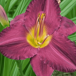 Лилейник Jordan