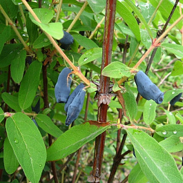 Жимолость съедобная Соловей