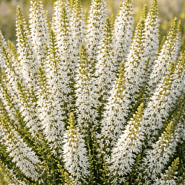Вереск обыкновенный Long White