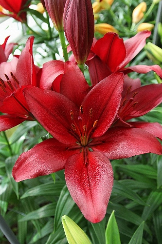 Лилия ЛА-гибрид Мираж