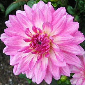 Георгина декоративная Кристина